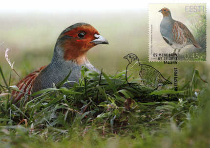 Estland maxicard 20130307 Årets fågel Rapphöna
