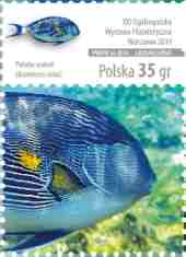 Polen 20141010 Exotiska fiskar