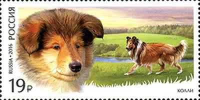 Collie