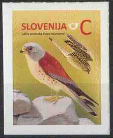 Slovenien fågel Rödfalk 