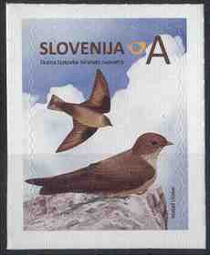 Slovenien fågel Klippsvala