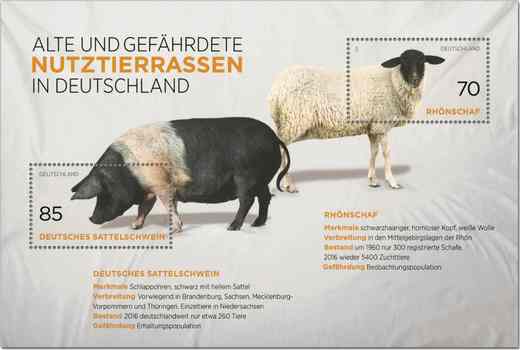 Rhönschaf och Deutsches Sattelschwein