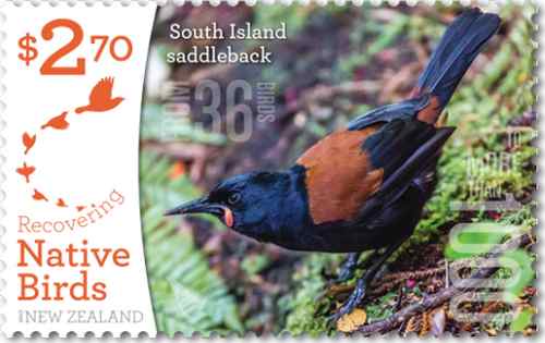 South Island Saddleback
